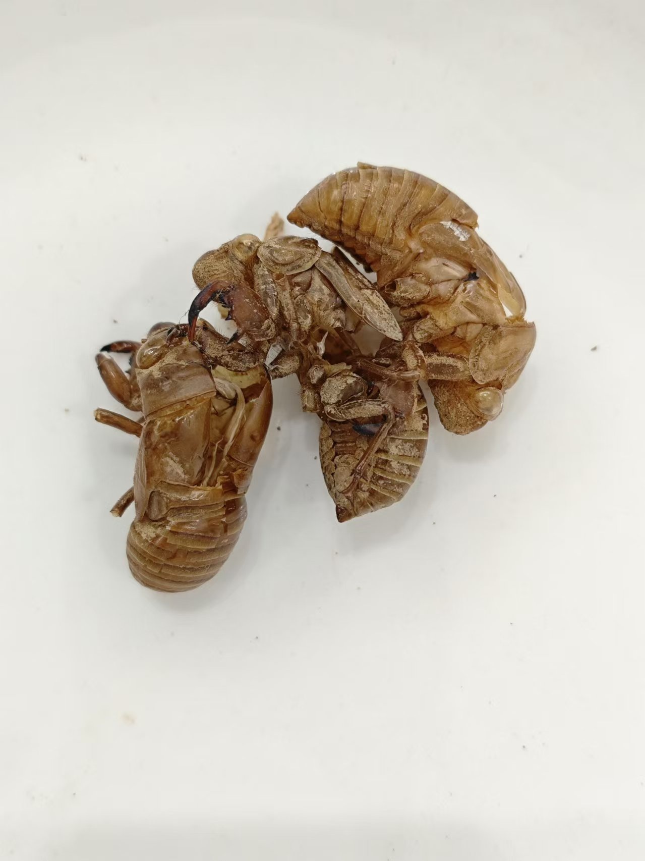 Zikade Slough (Chántuì)