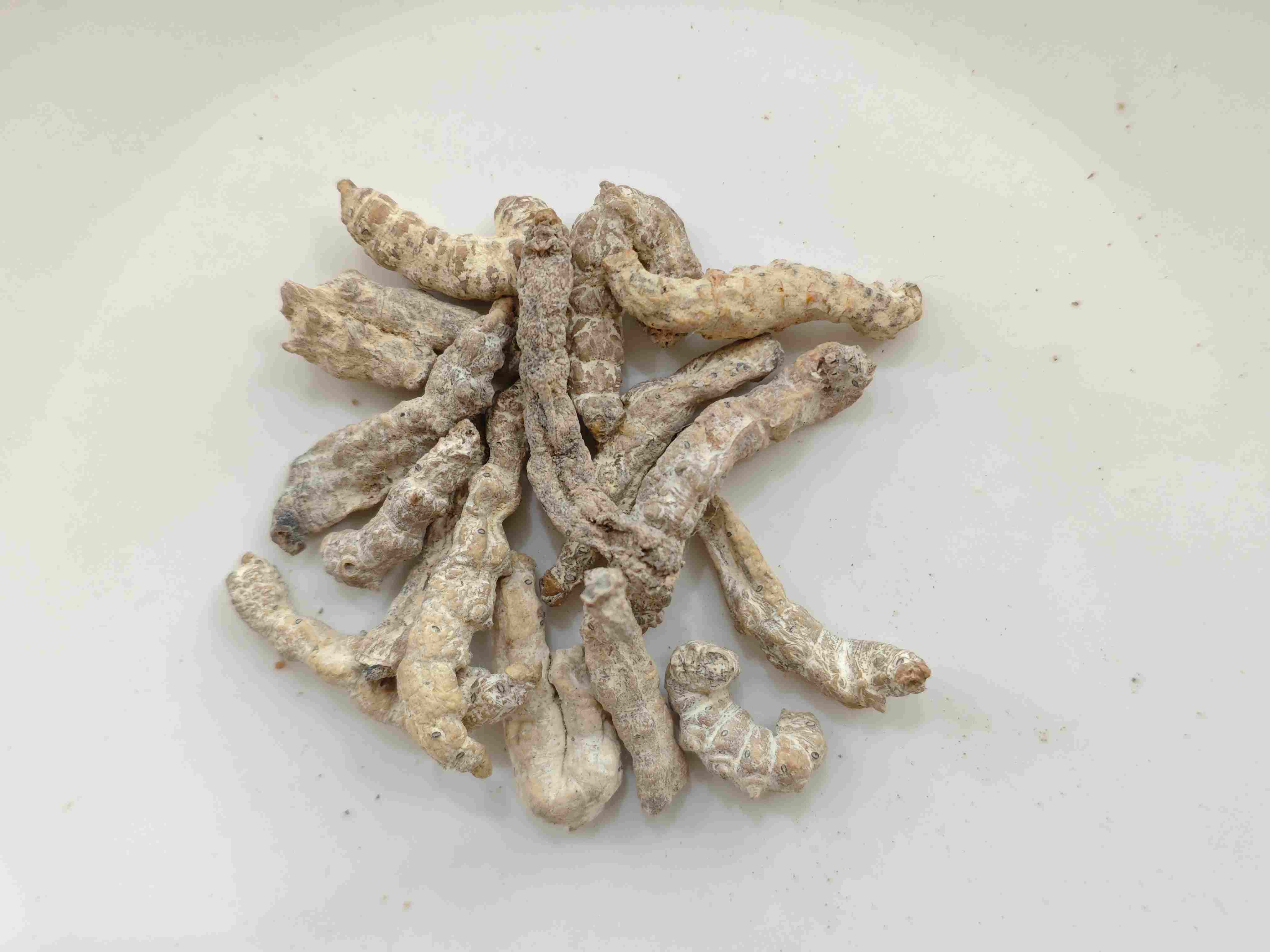 Steifes Seidenraup (Jiāngcán)