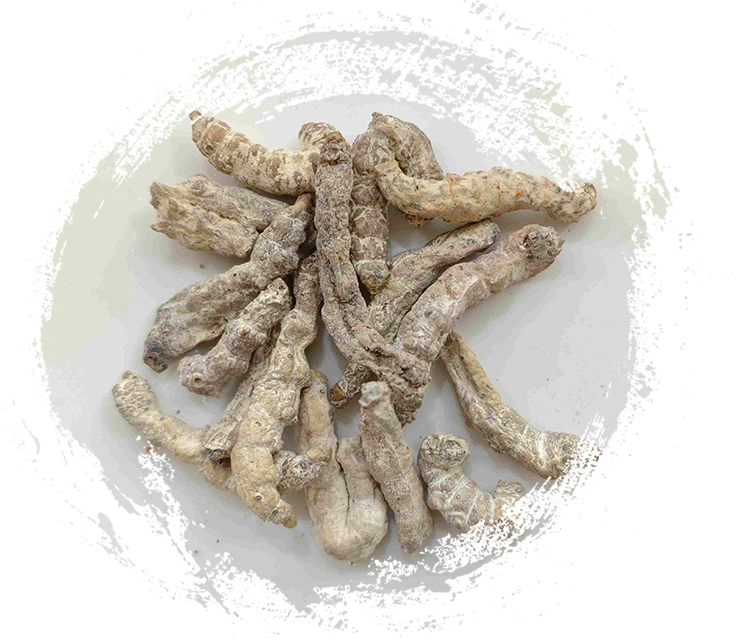 Steifes Seidenraup (Jiāngcán)