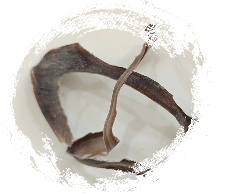 Wasserbüffelhorn (Shuǐniújiǎo)