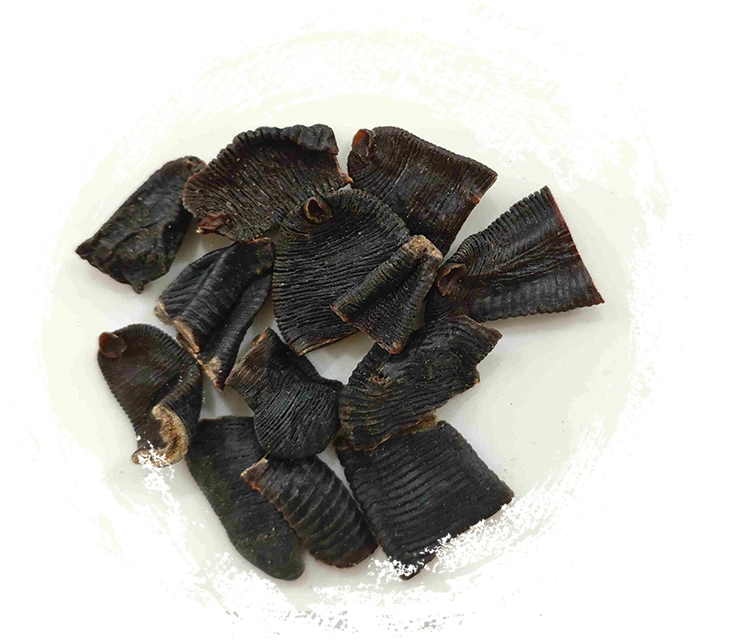 Blutegel (Shuǐzhì)