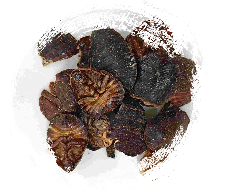 Erdkäfer (Tǔbiēchóng)