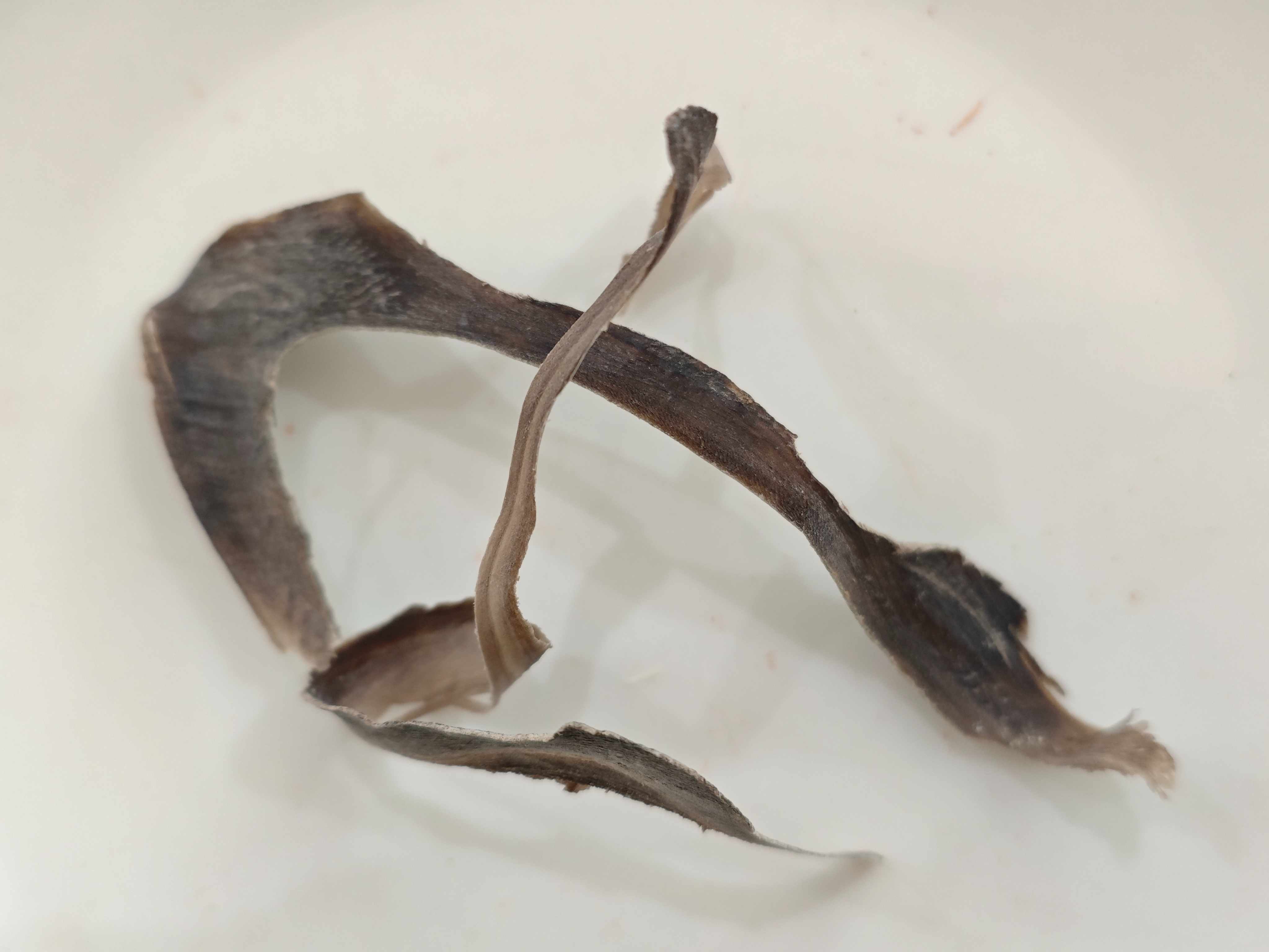 Wasserbüffelhorn (Shuǐniújiǎo)