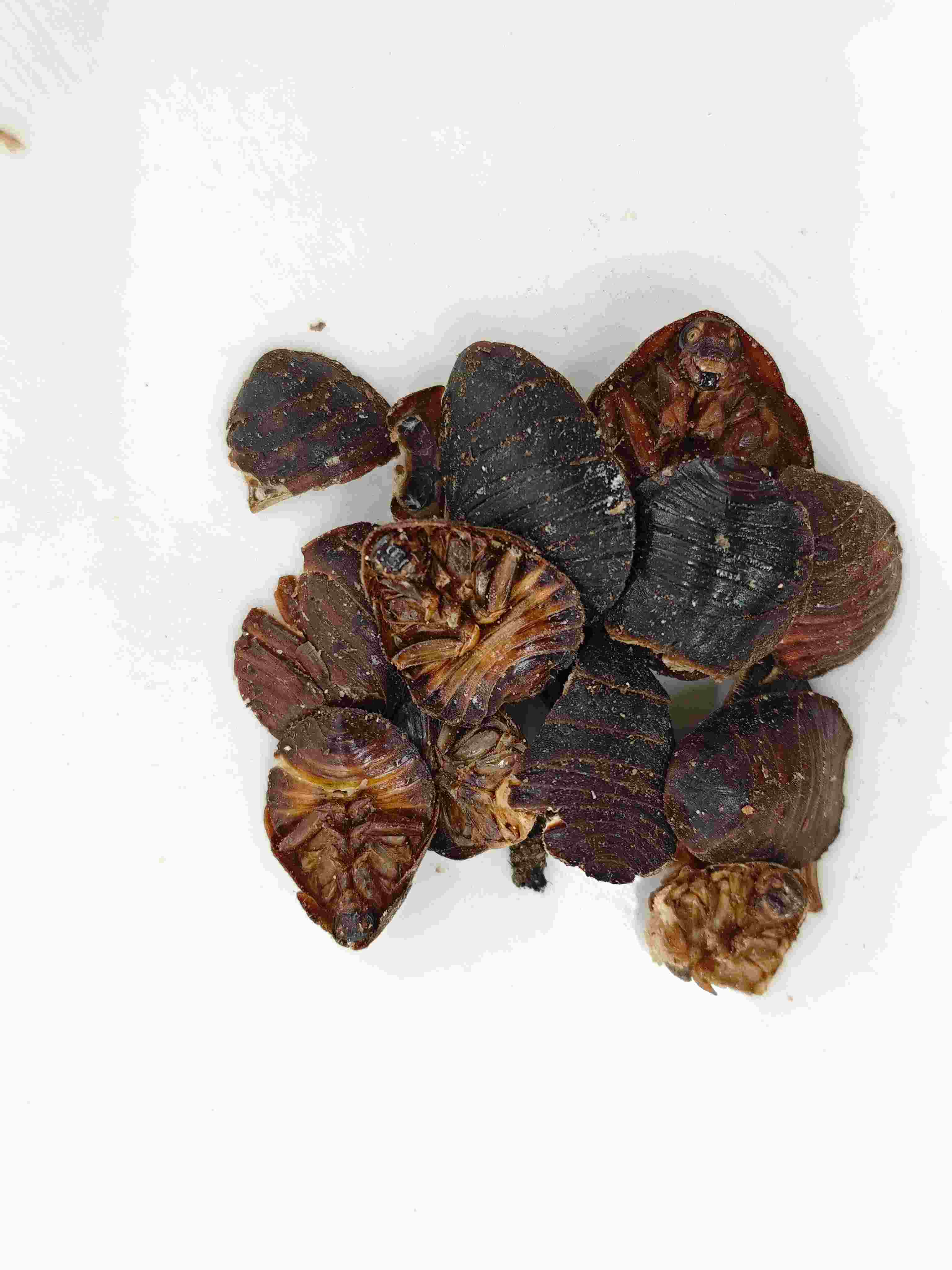 Erdkäfer (Tǔbiēchóng)