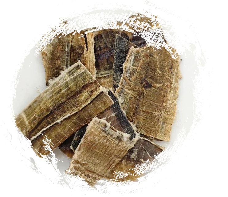 Regenwurm (Dìlóng)