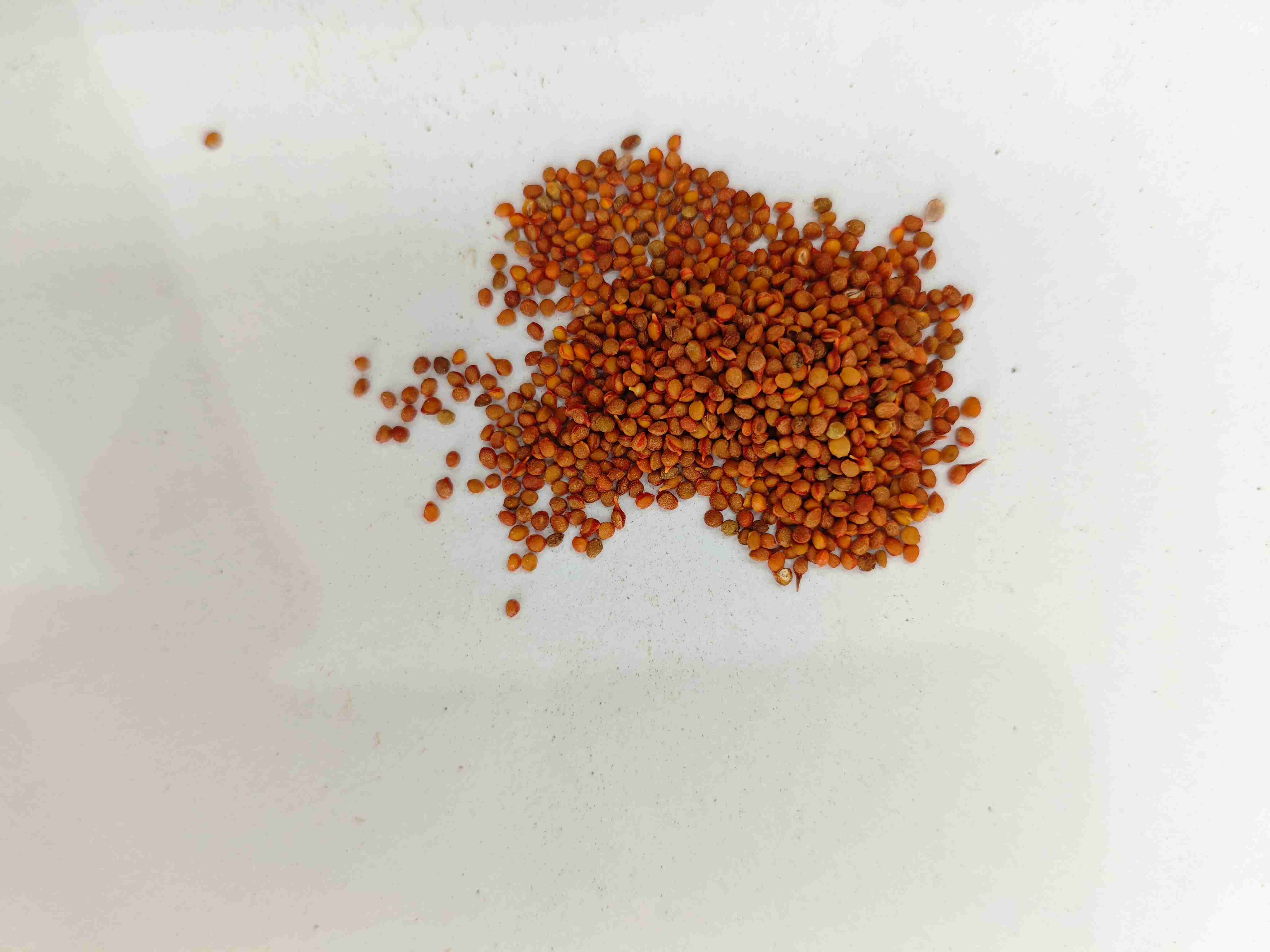 Papiermaulbeerfrucht (Chǔshízǐ)