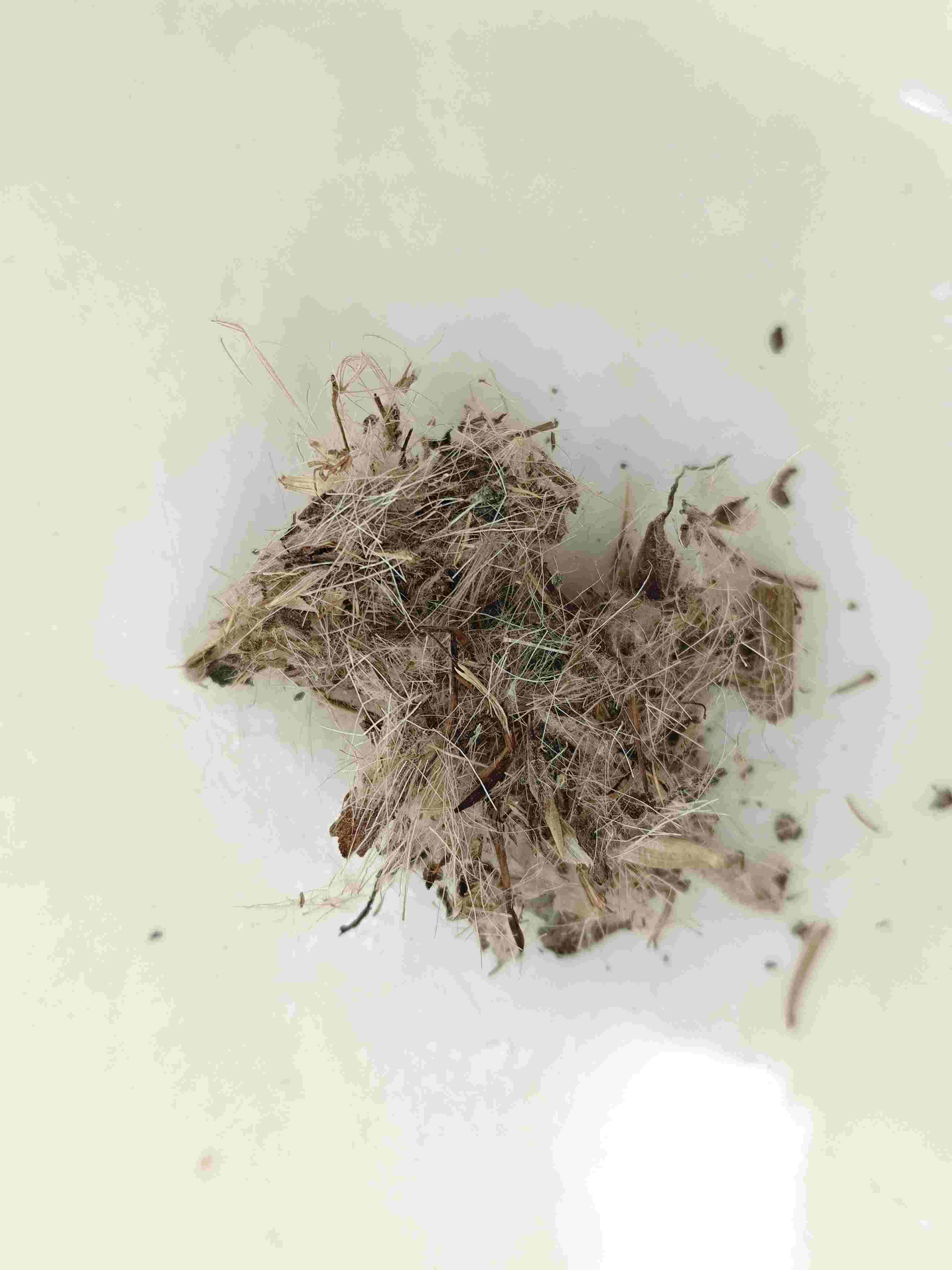 Große Distel (Dàjì)