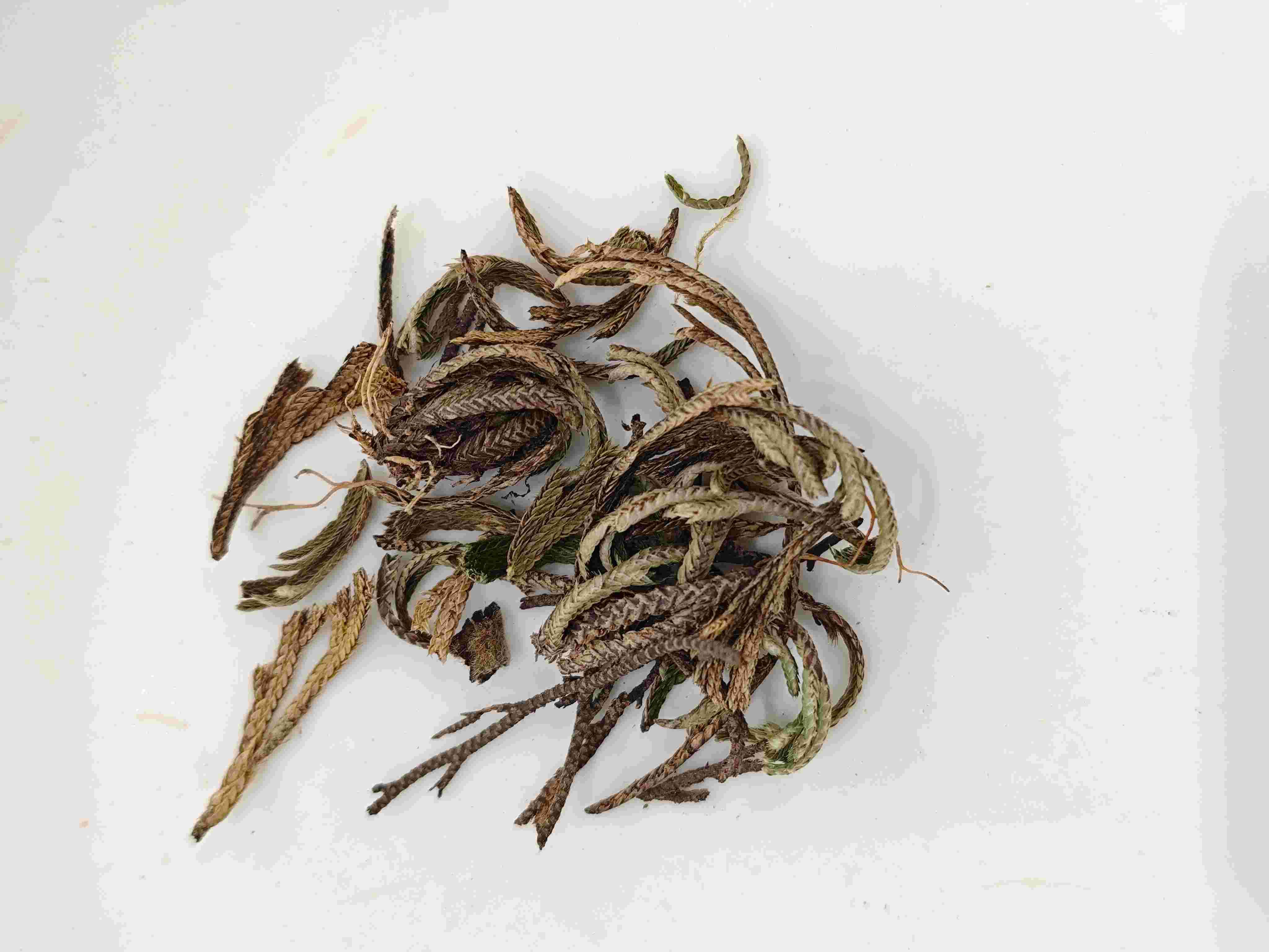 Royal Farn (Juǎn Bǎi)