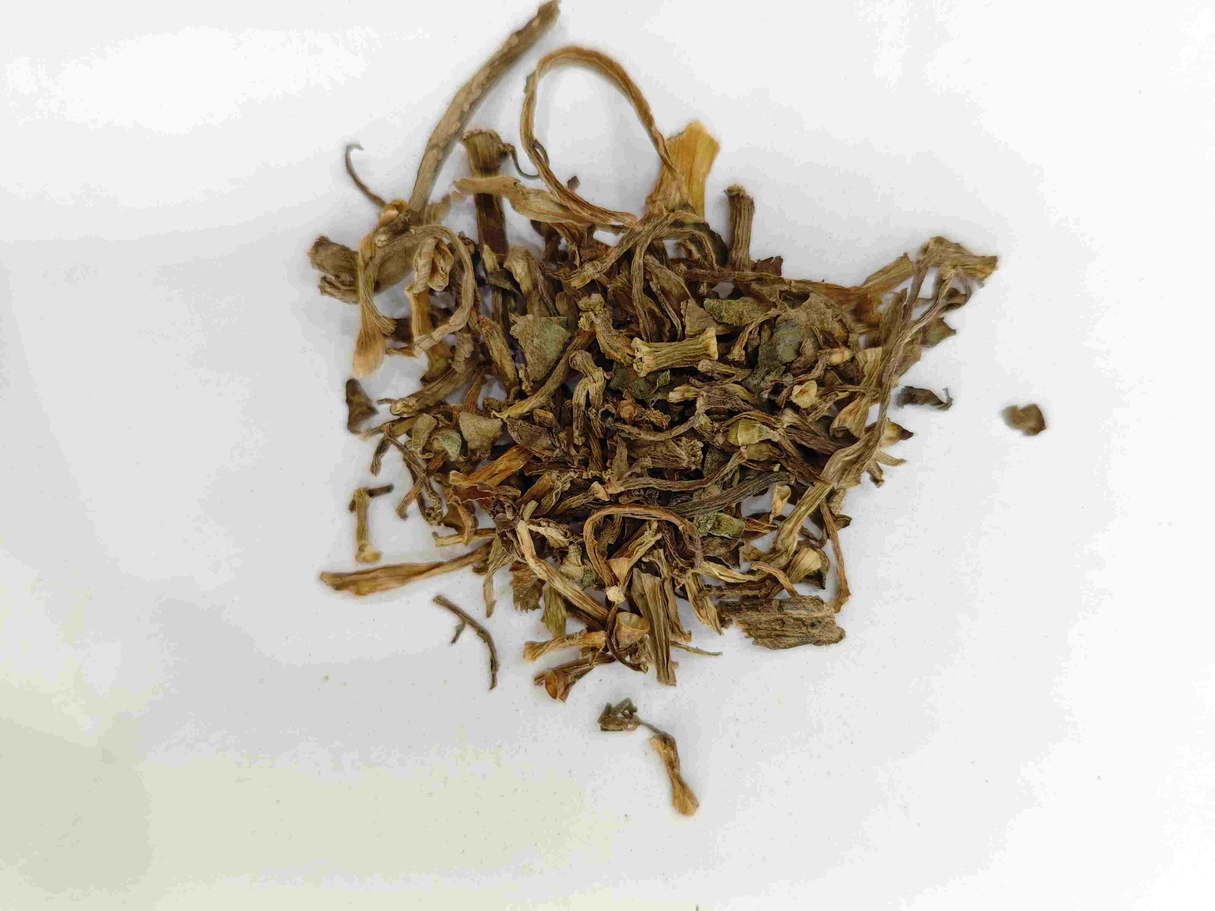 Portulaca (Mǎchǐxiàn)