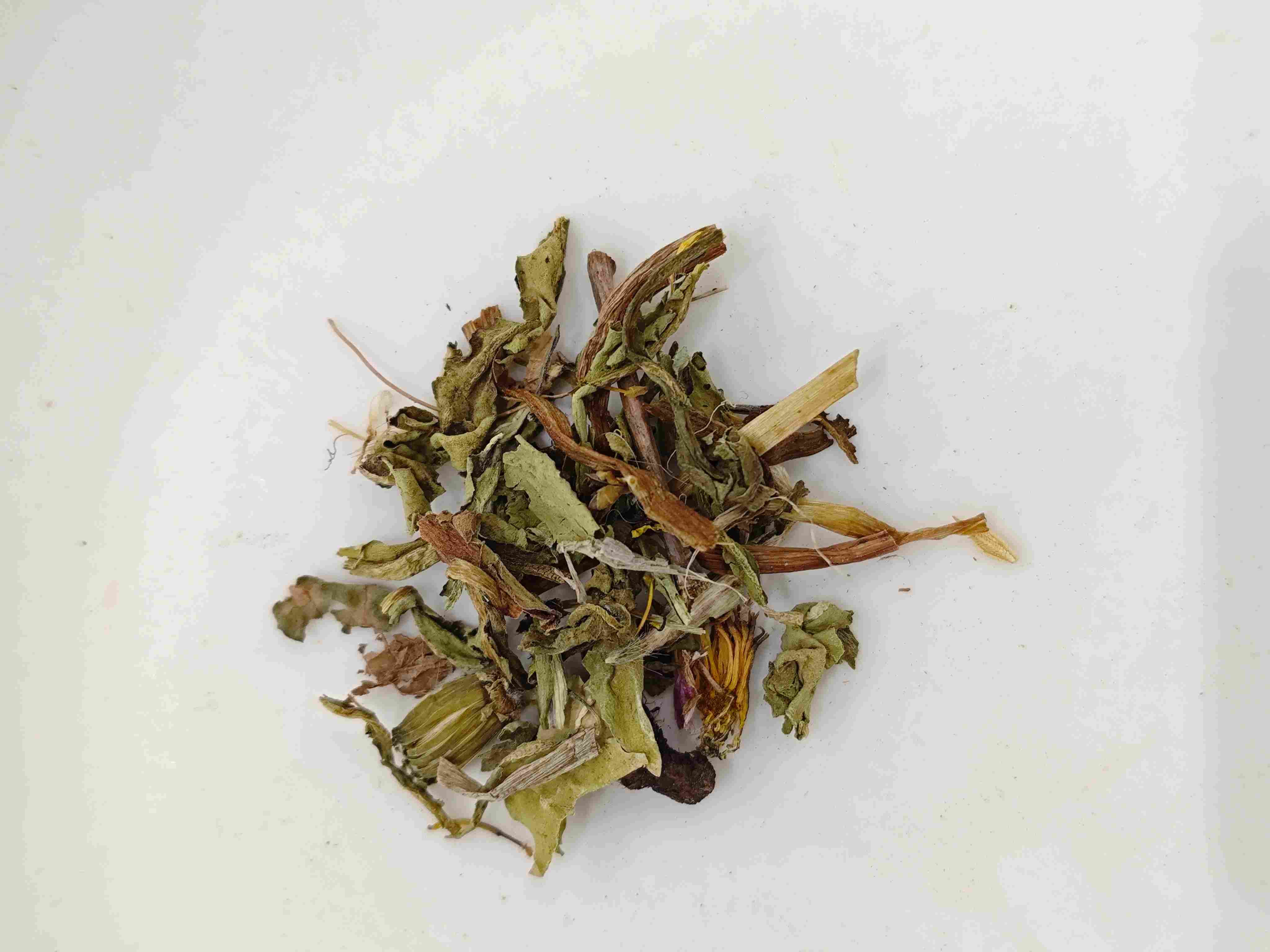 Löwenzahn (Púgōngyīng)