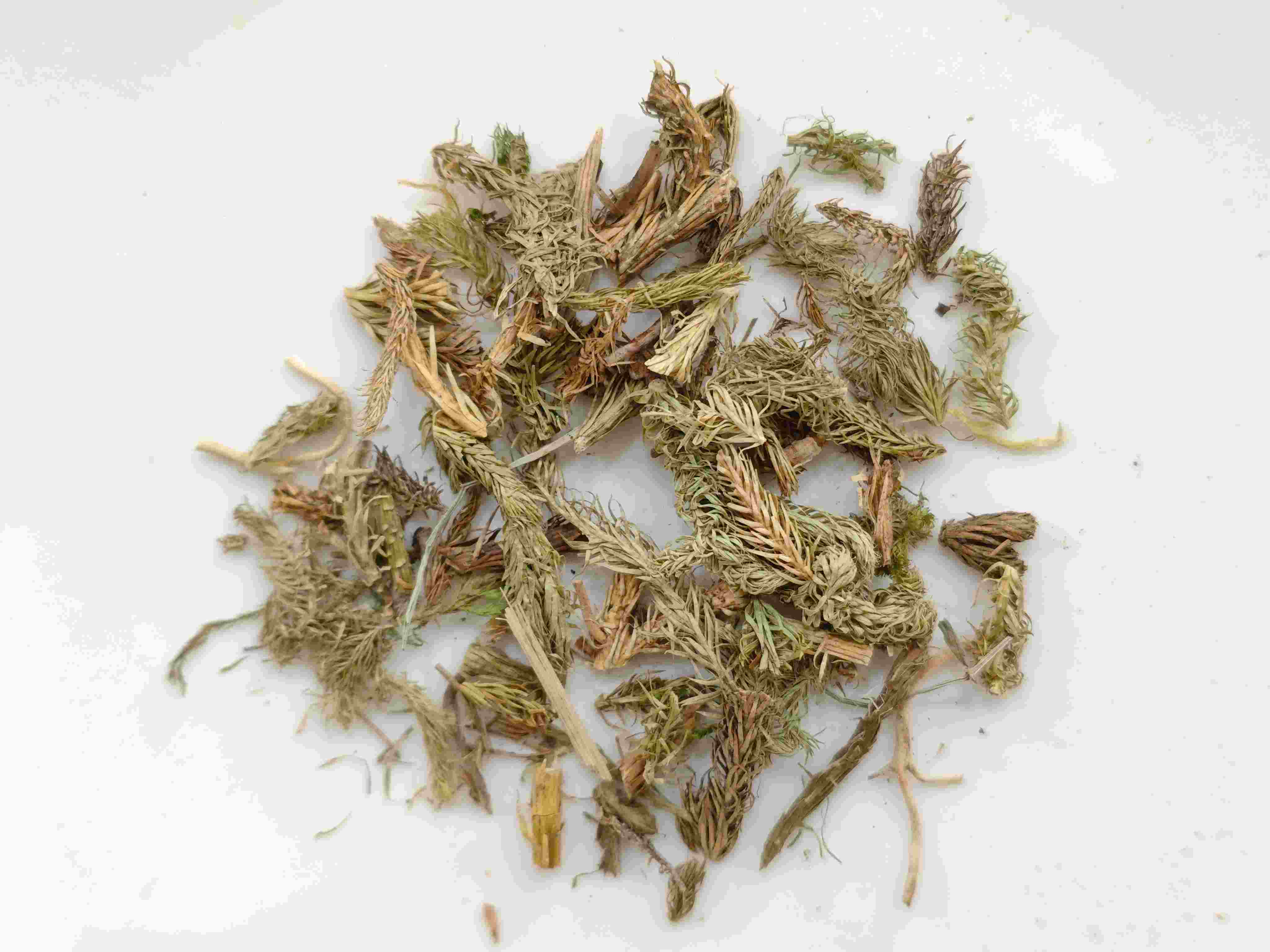 Herba Sargassum (Shēn jīn cǎo)