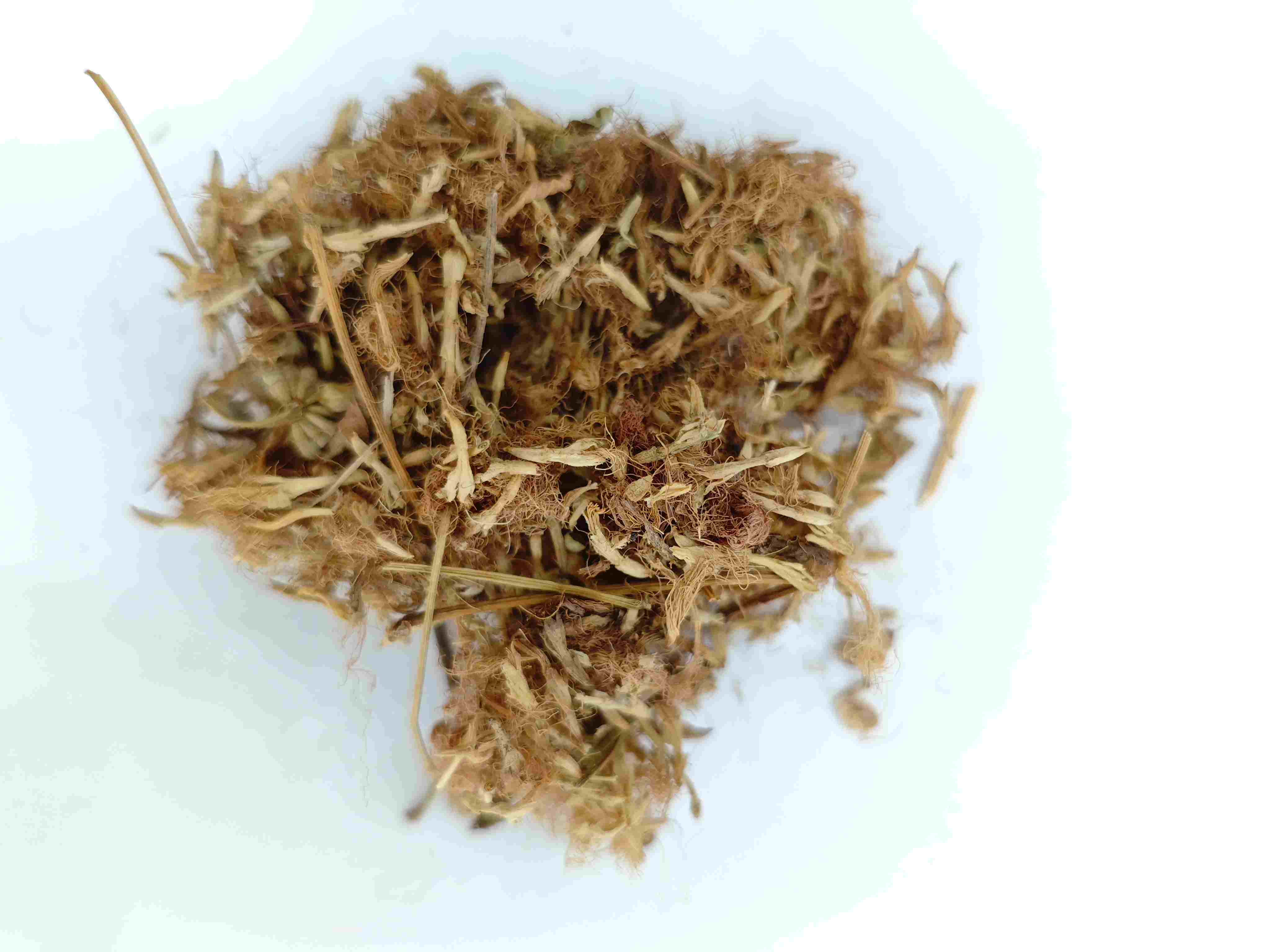 Seidenbaumblume (Héhuān Huā)