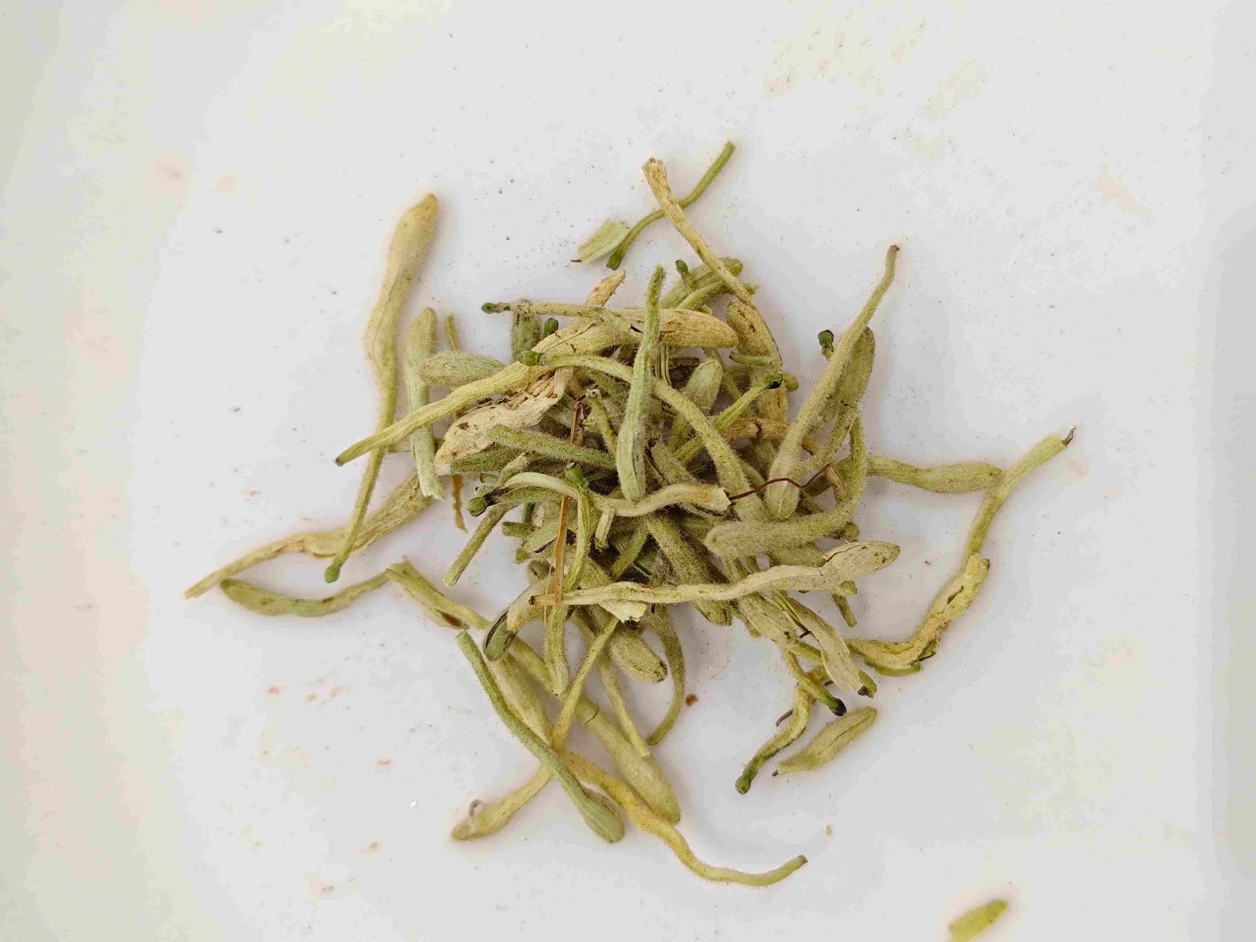 Gieselscheiße Blume (Jīnyínhuā)