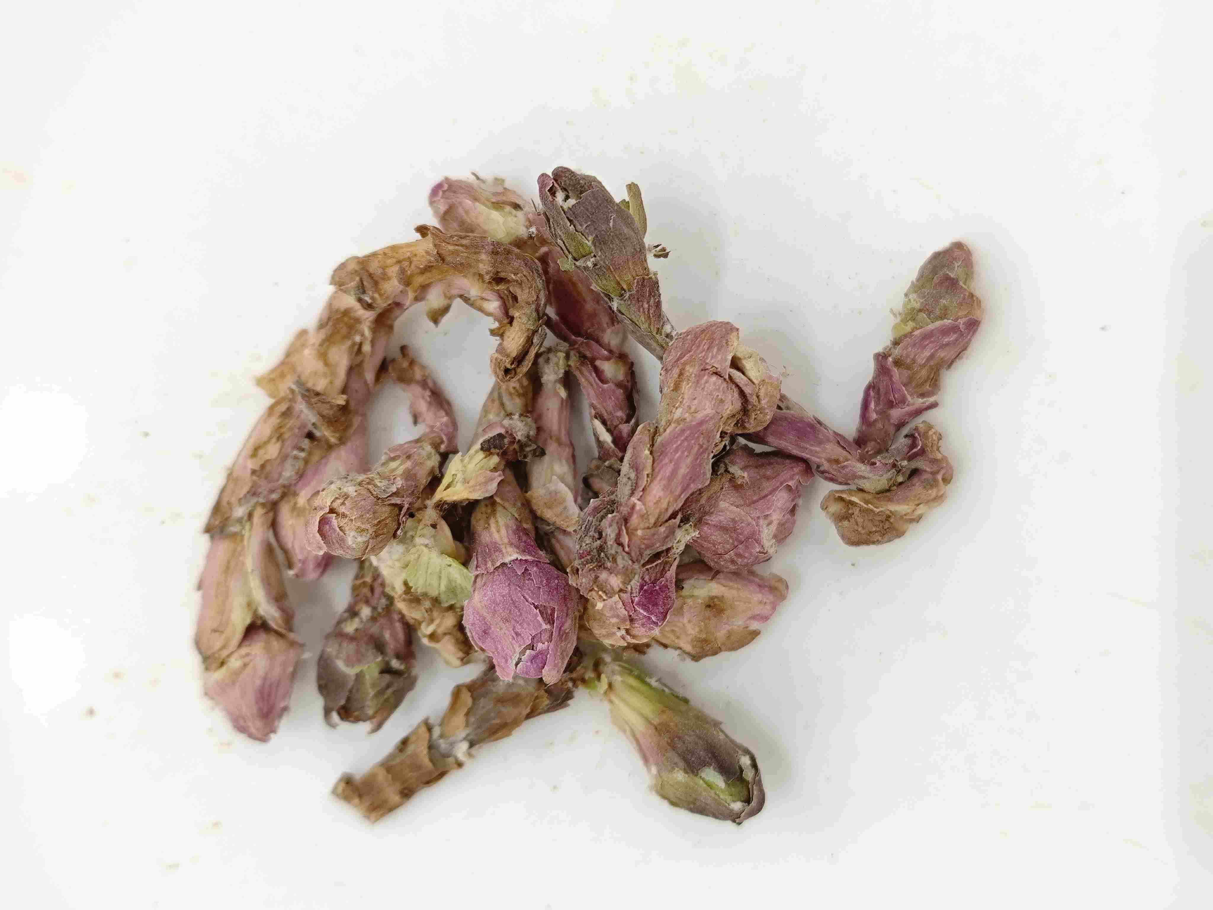 Winterhelmet Blume (Kuǎndōng Huā)