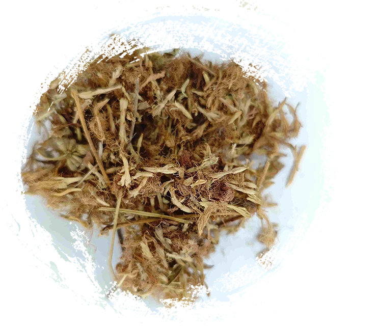 Seidenbaumblume (H&eacute;huān Huā)