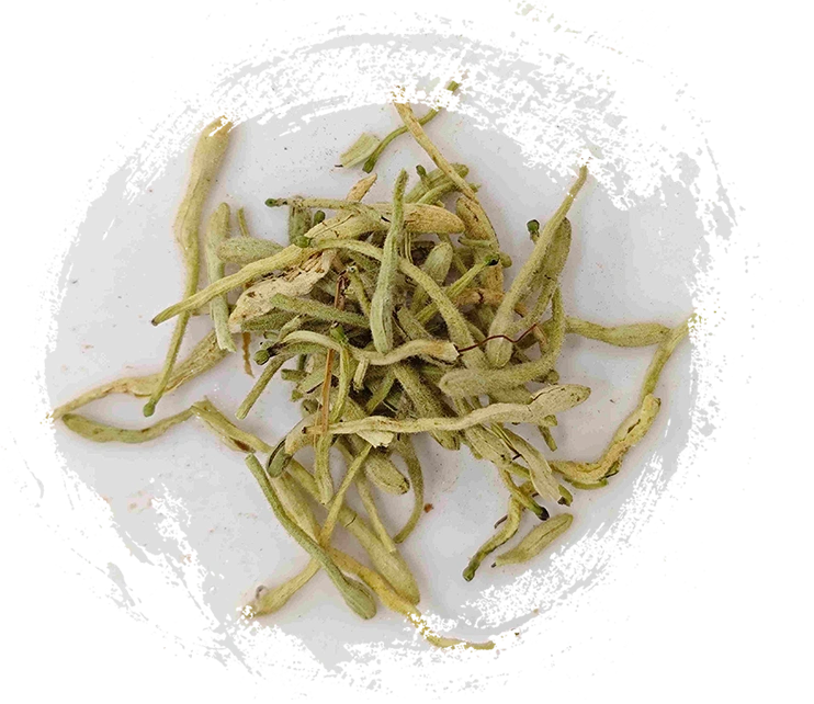 Gieselscheiße Blume (Jīnyínhuā)