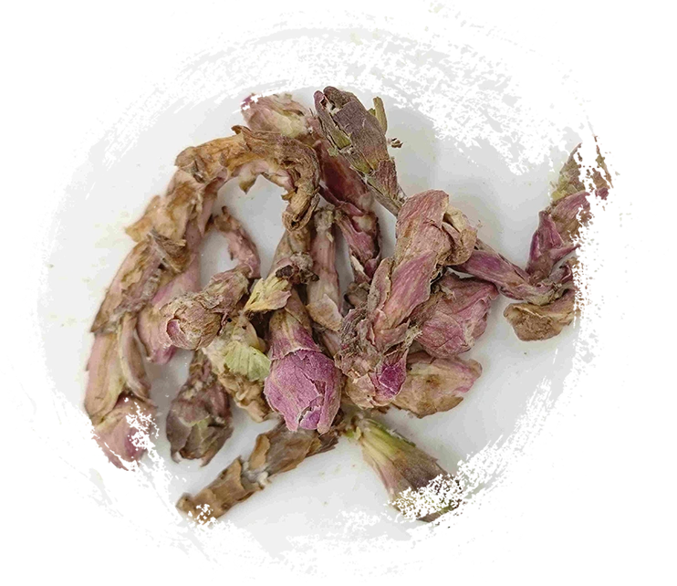 Winterhelmet Blume (Kuǎndōng Huā)