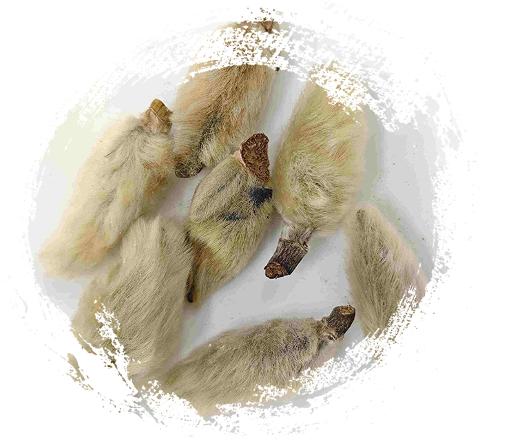 Magnolien Blütenknospen (Xīnyí)