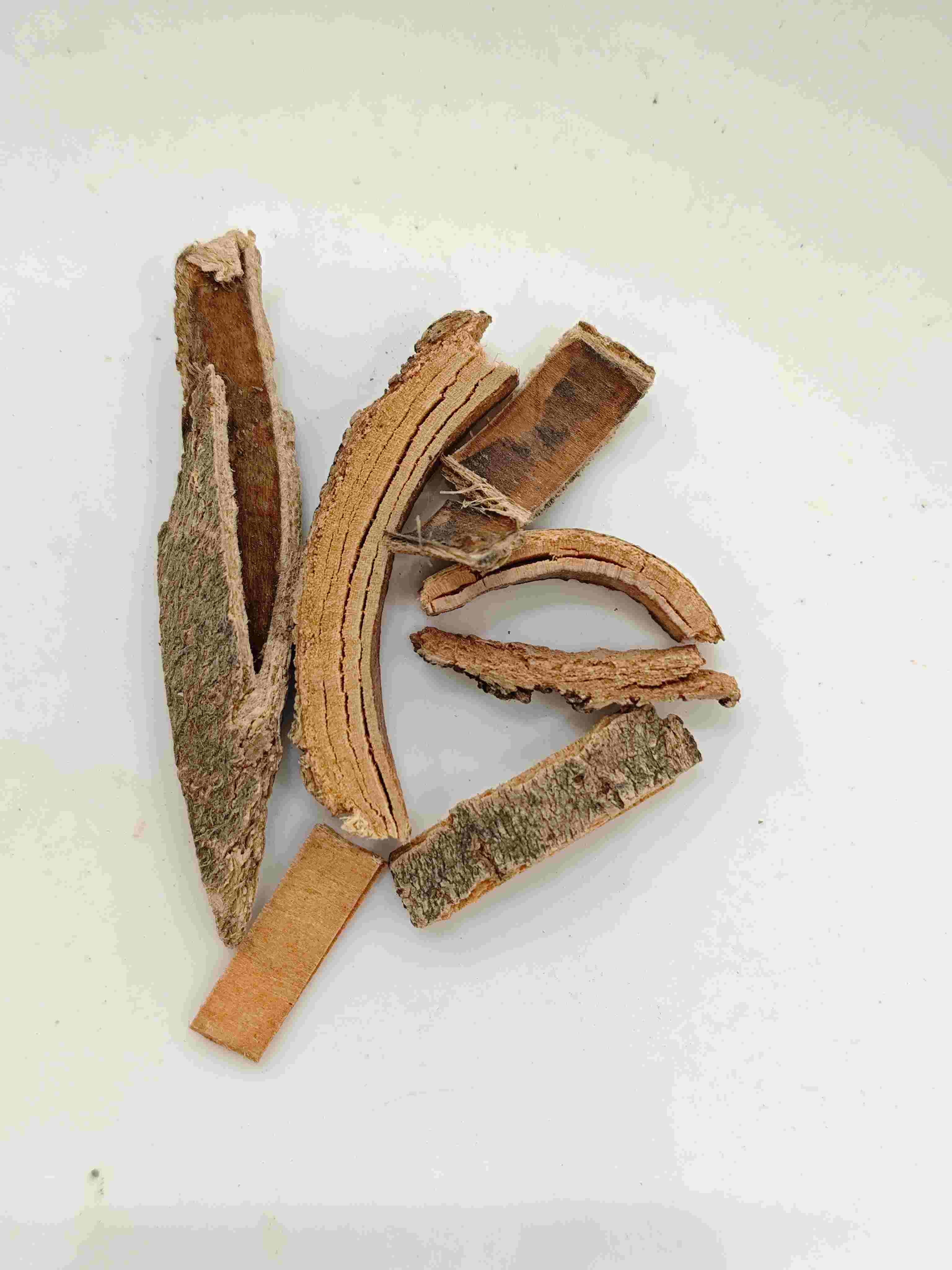 Chinesische Ascherinde (Qín Pí)