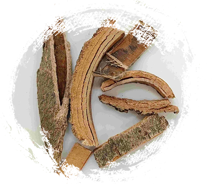 Chinesische Ascherinde (Qín Pí)