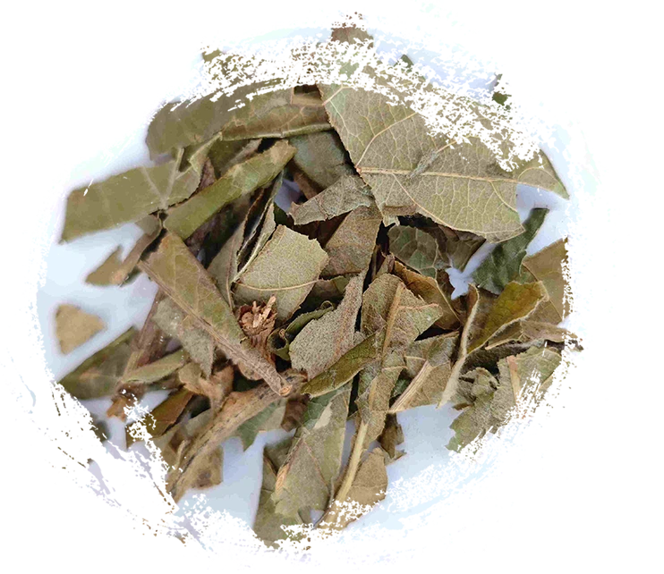 Loquat Leaf (P&iacute;p&aacute; y&egrave;)