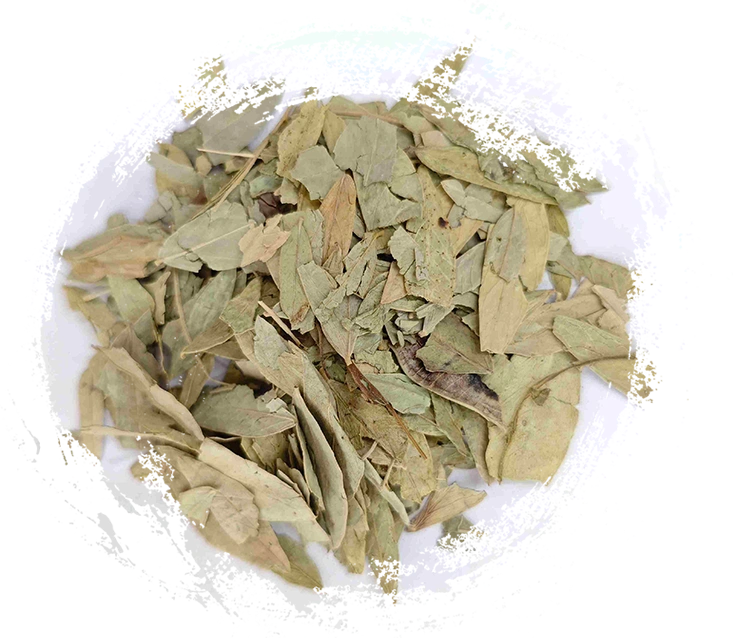 Senna Blatt (fānxi&egrave; y&egrave;)